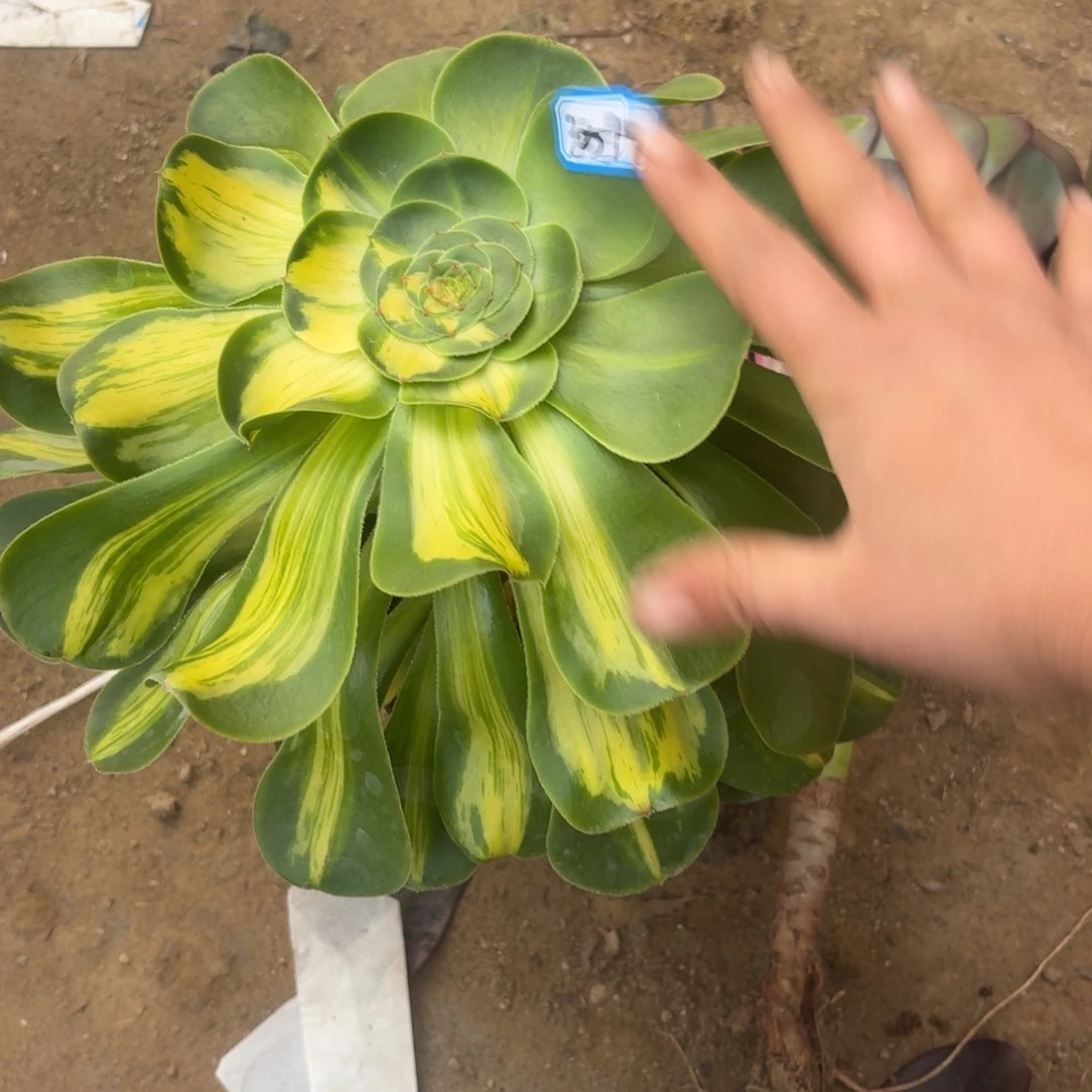 肖****9组合两颗法师3059多肉