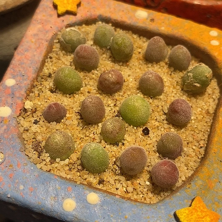 园艺宝辉一颗。