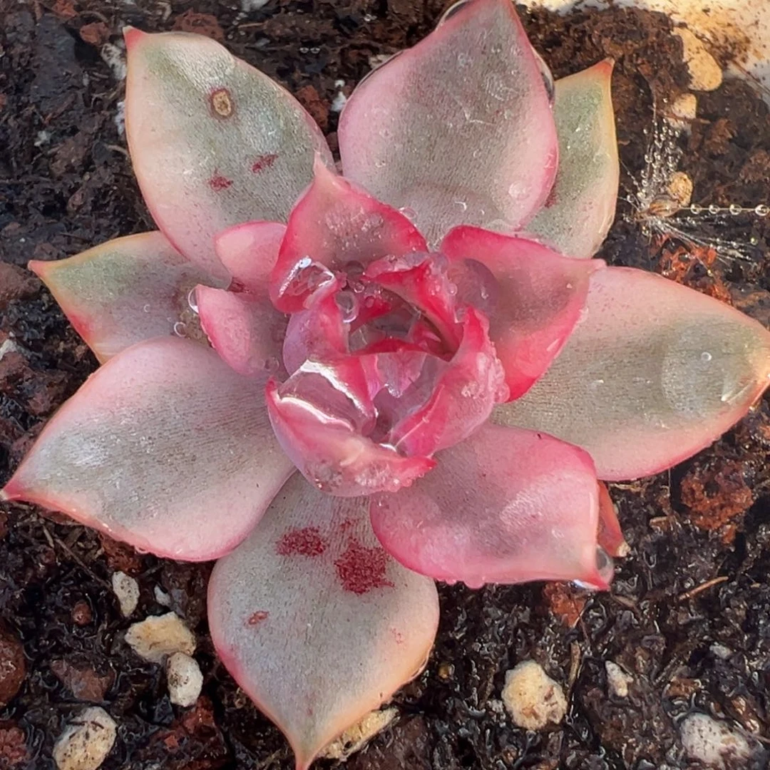 红宝莲灯锦，覆轮锦小苗