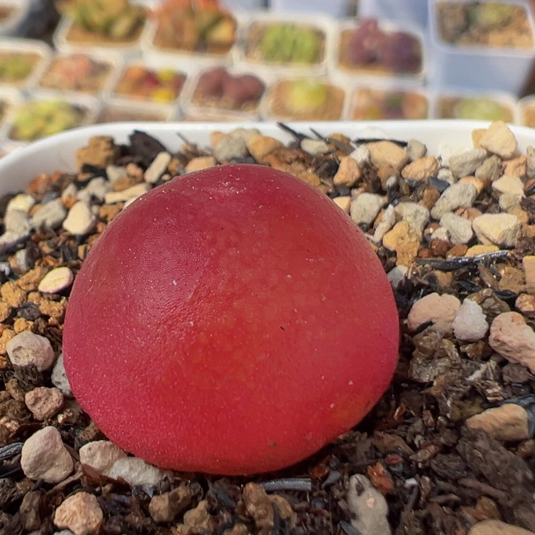 乐*册36多肉植物百科知识