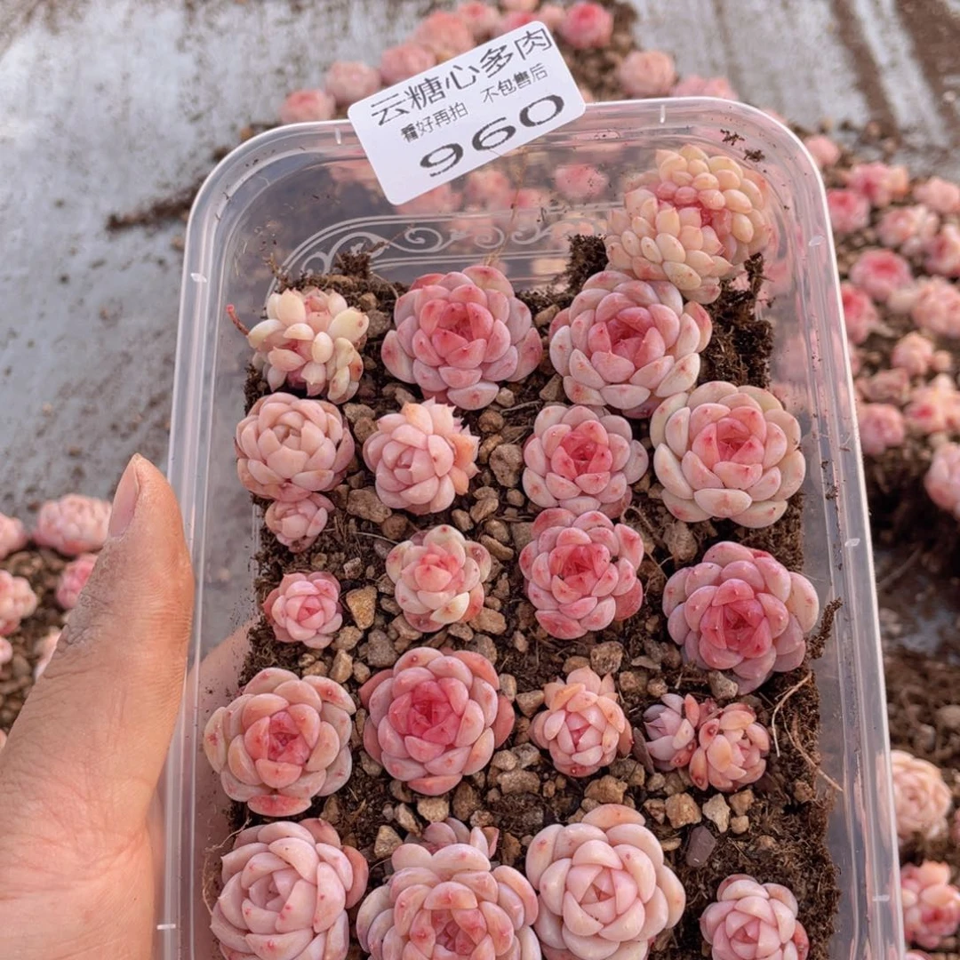 云糖心多肉植物960