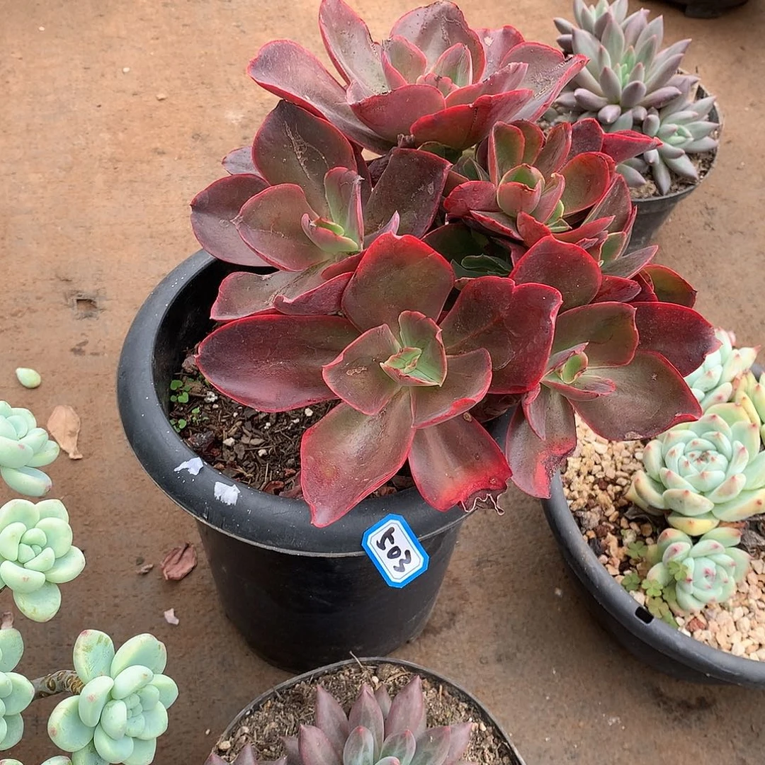 503红酒杯 一物一拍多肉