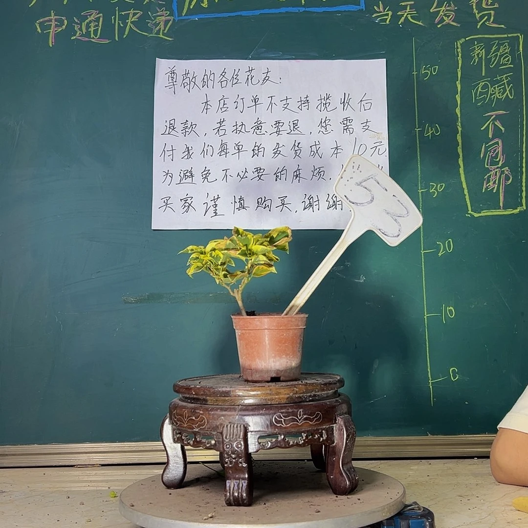 当前无花栽培后可以开花金边黄掌中宝 53