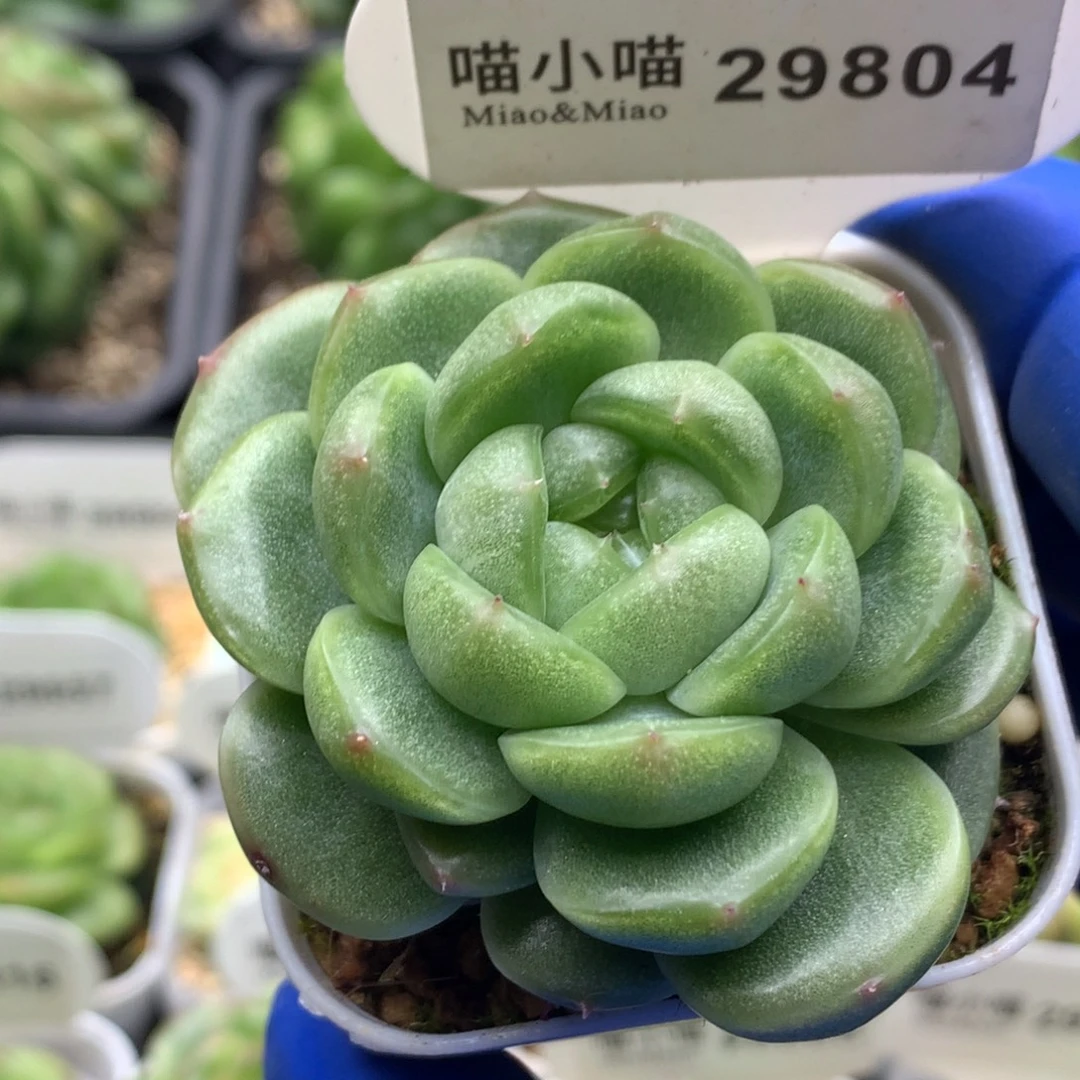 多肉植物杂交珍妮