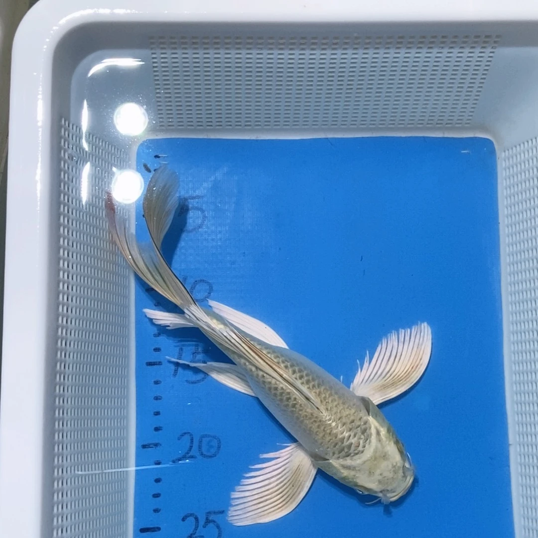 锦鲤锦鲤包邮包售后