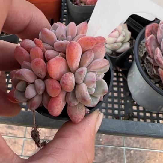 64号 一物一拍多肉