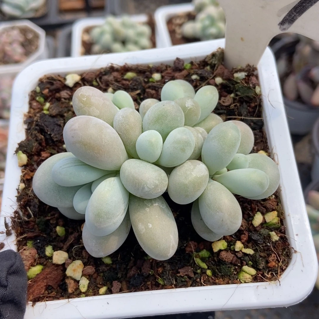 1039彩虹奶多肉植物保护