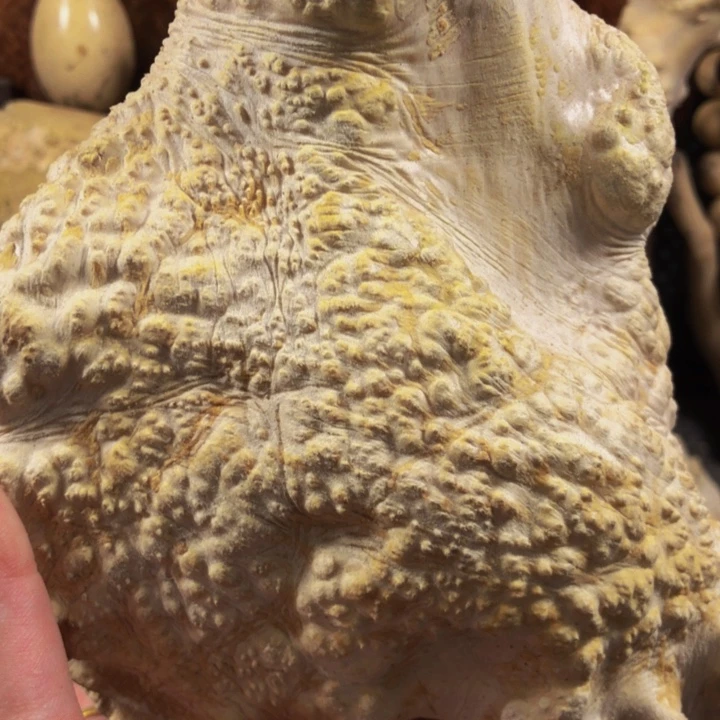 木熊***爸木料木料木料木料