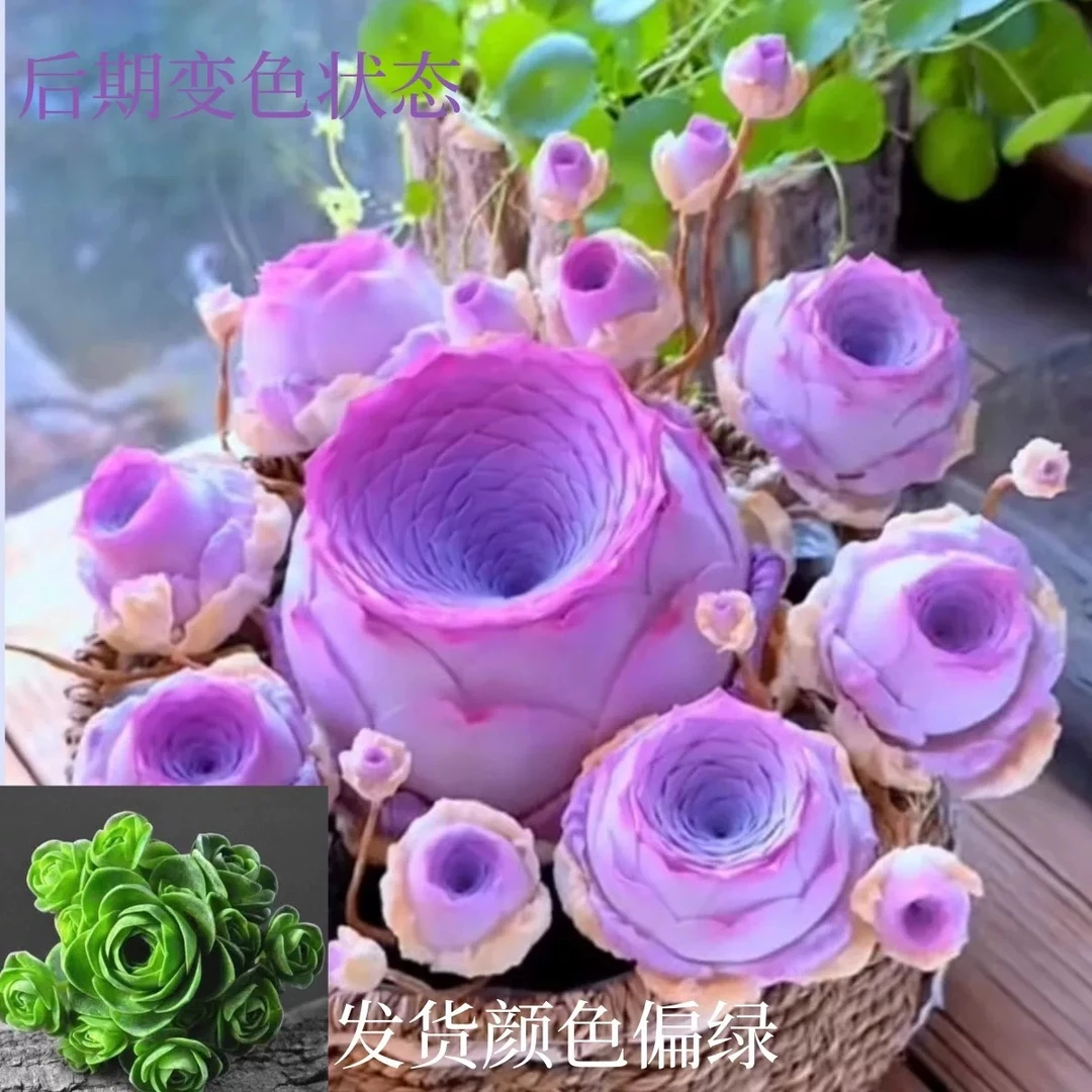 （凑满15包邮）紫风铃山地玫瑰多肉植物（以直播间展示为准）