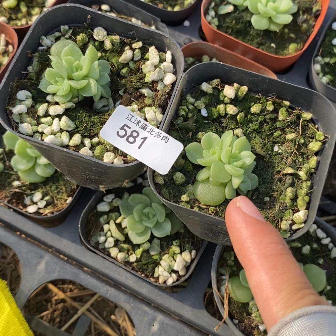 标581蜗牛446-b群生一个