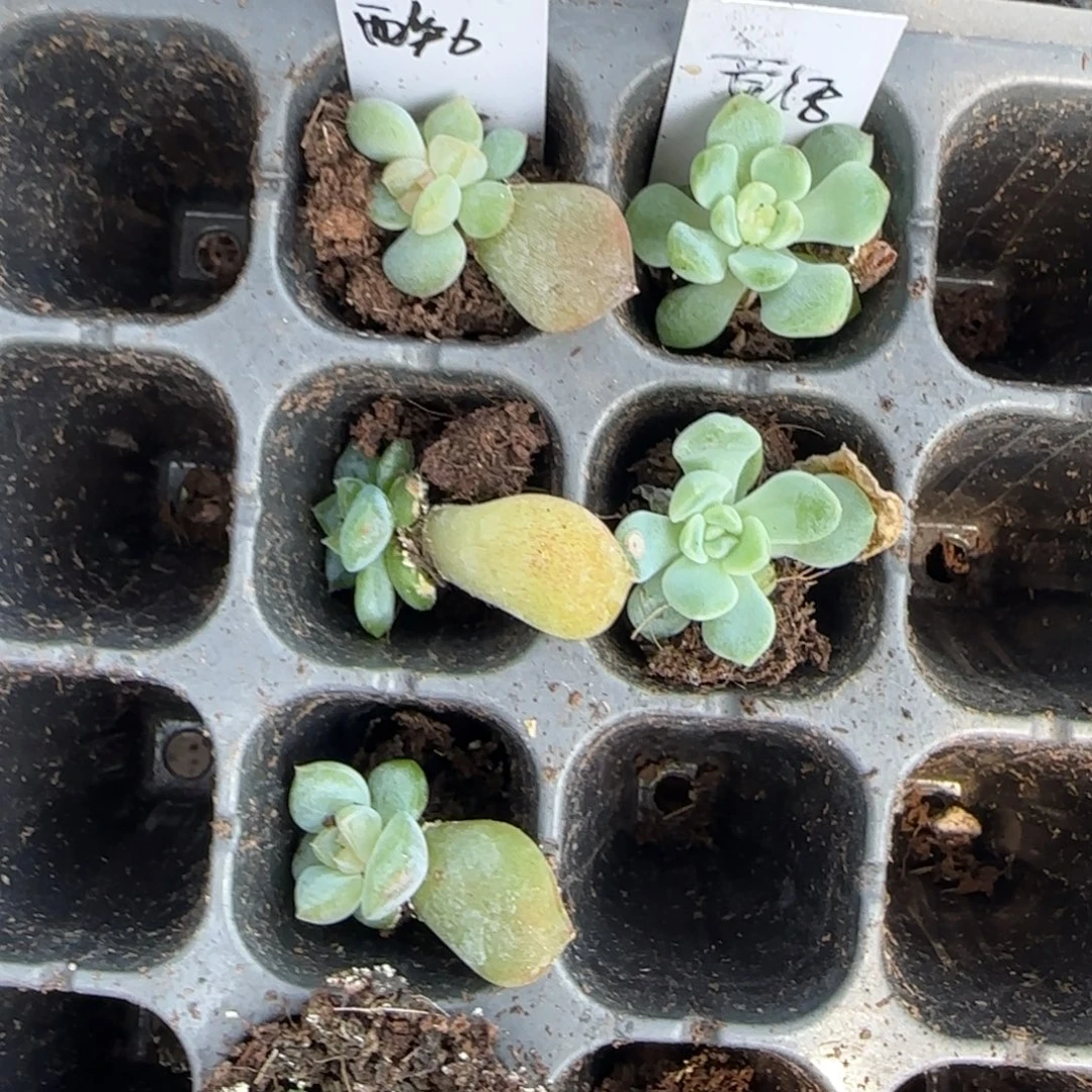 童话中苗穴盘一个满20包邮