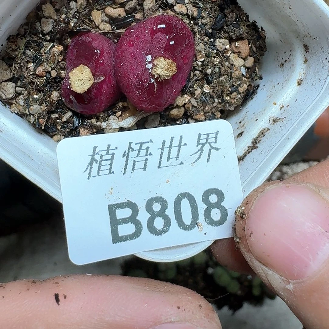 808盒多肉植物哇f vv