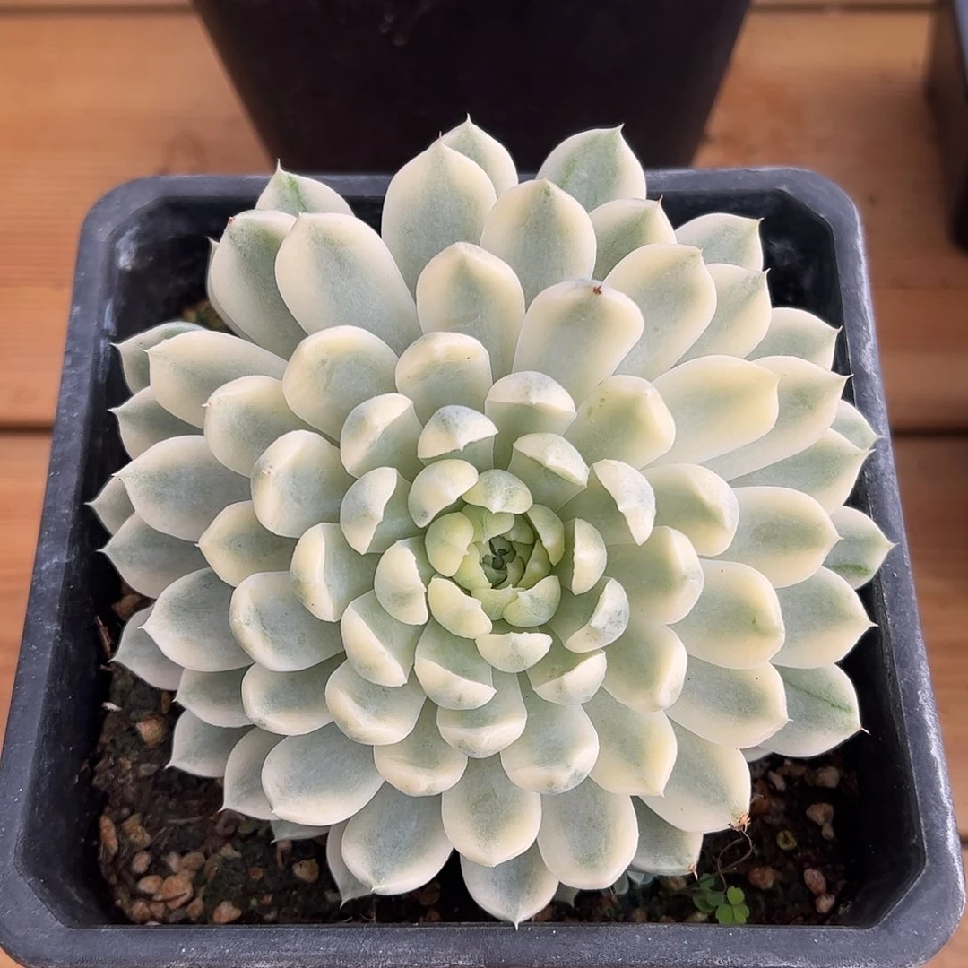 香草月影锦 带侧芽婕宝一物一拍