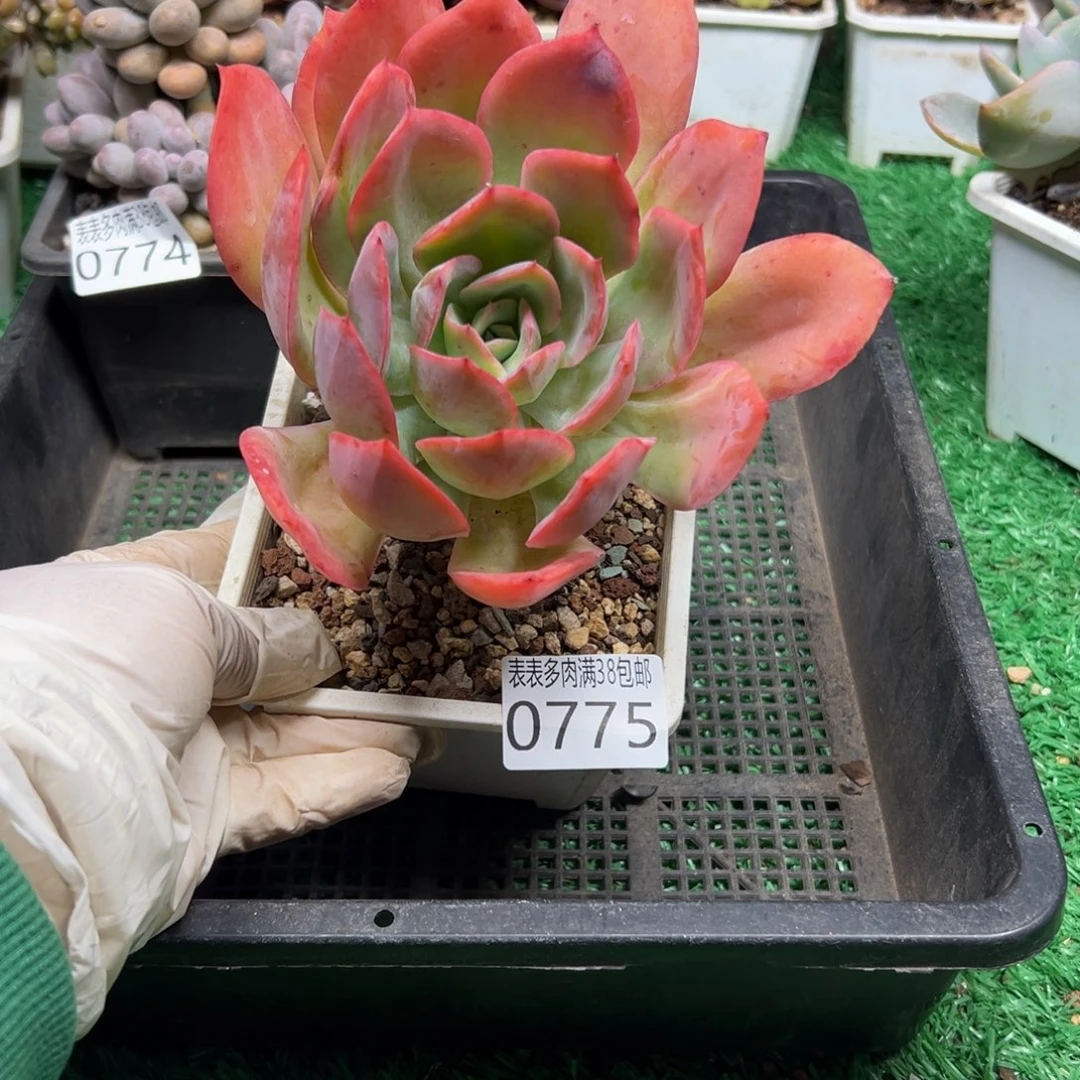 无花朵多肉一物一拍植物0775