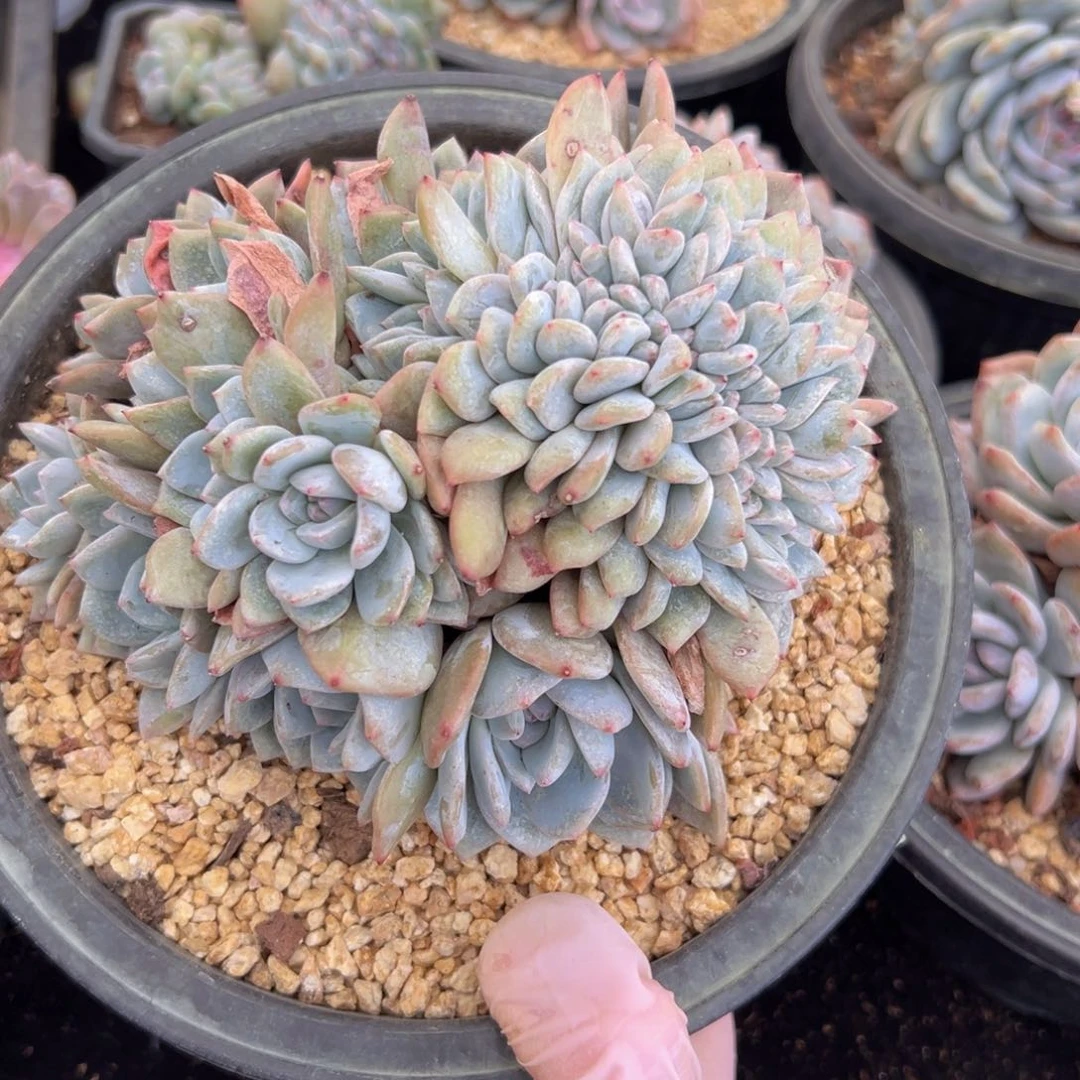 ?***?新年快乐 新年快乐 新年快乐