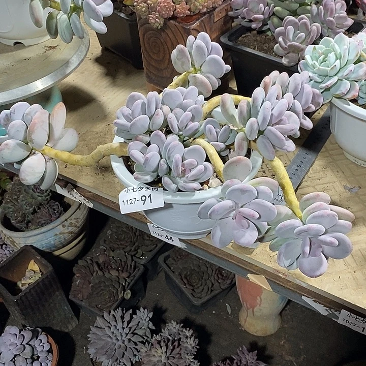 小七夕多肉桃美人