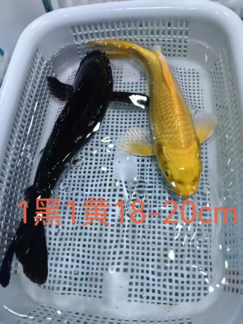 (五)1黑1黄18-20公分冷水锦鲤观赏鱼