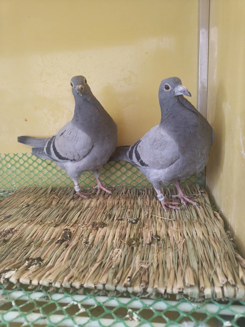 信鸽幼鸽带正式足环