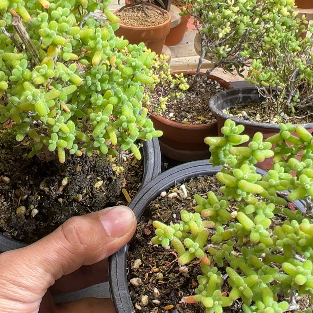 金桔120盆老桩福利