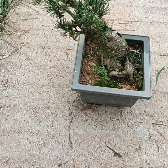 矮霸老桩盆景实物