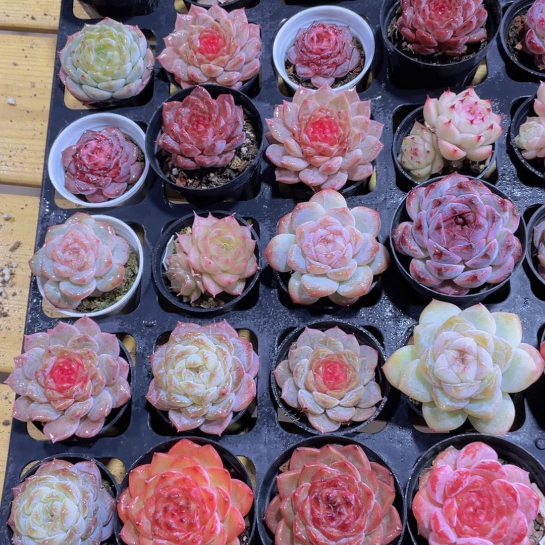 956号 贵货精品组合6个