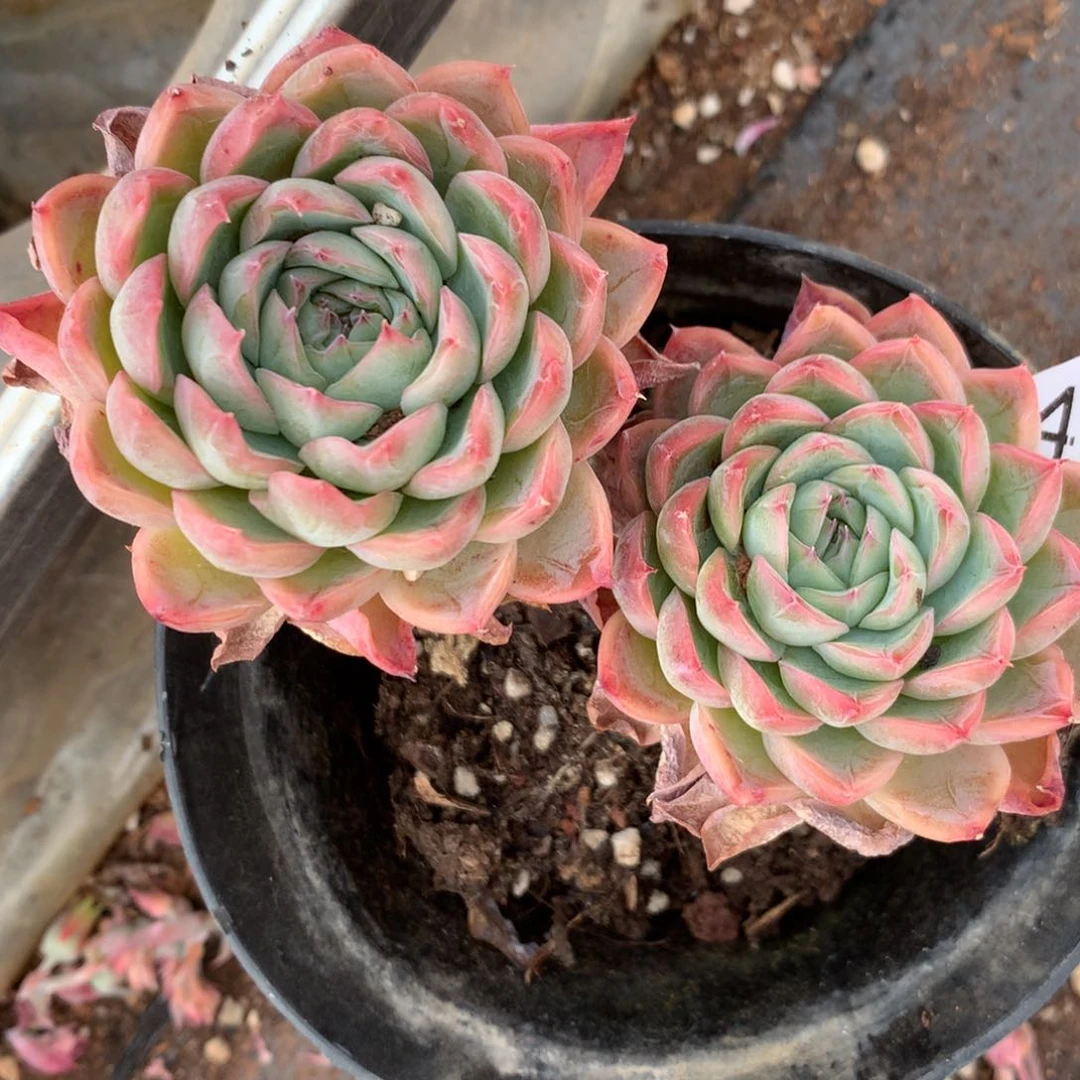 野**姐4924杆子有洞不售后9厘米