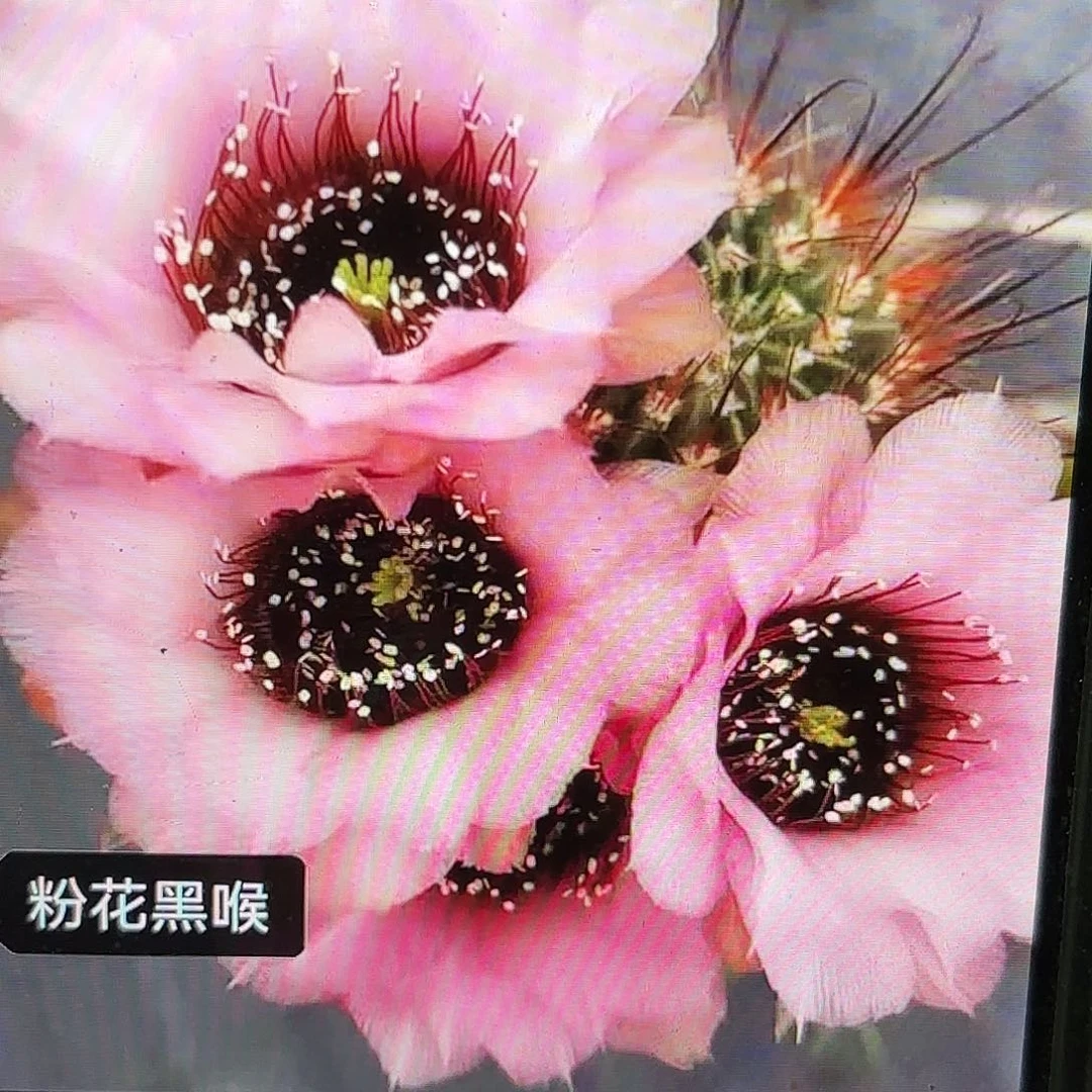 粉黑喉小20包邮仙人球43