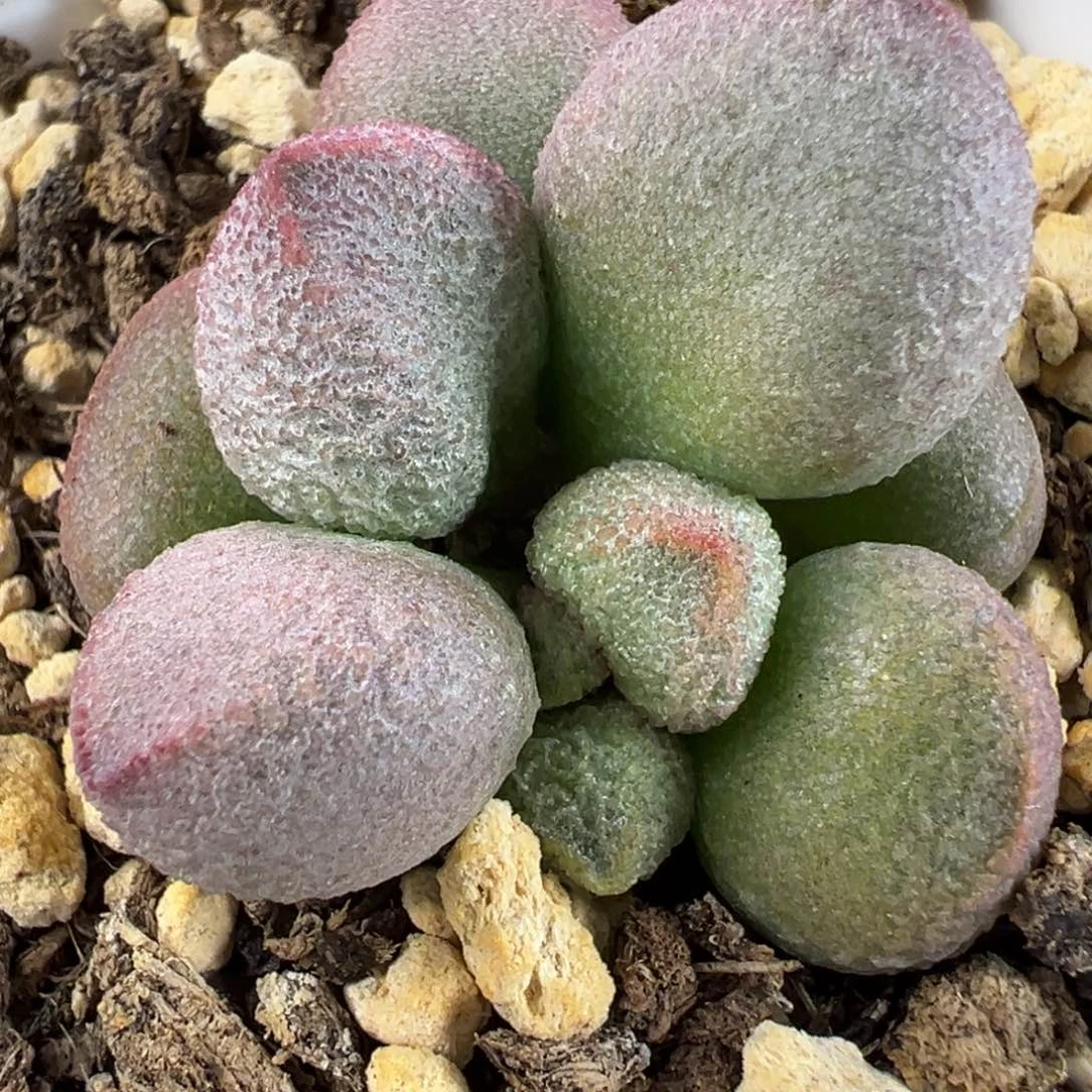 实生新品多肉植物水泡