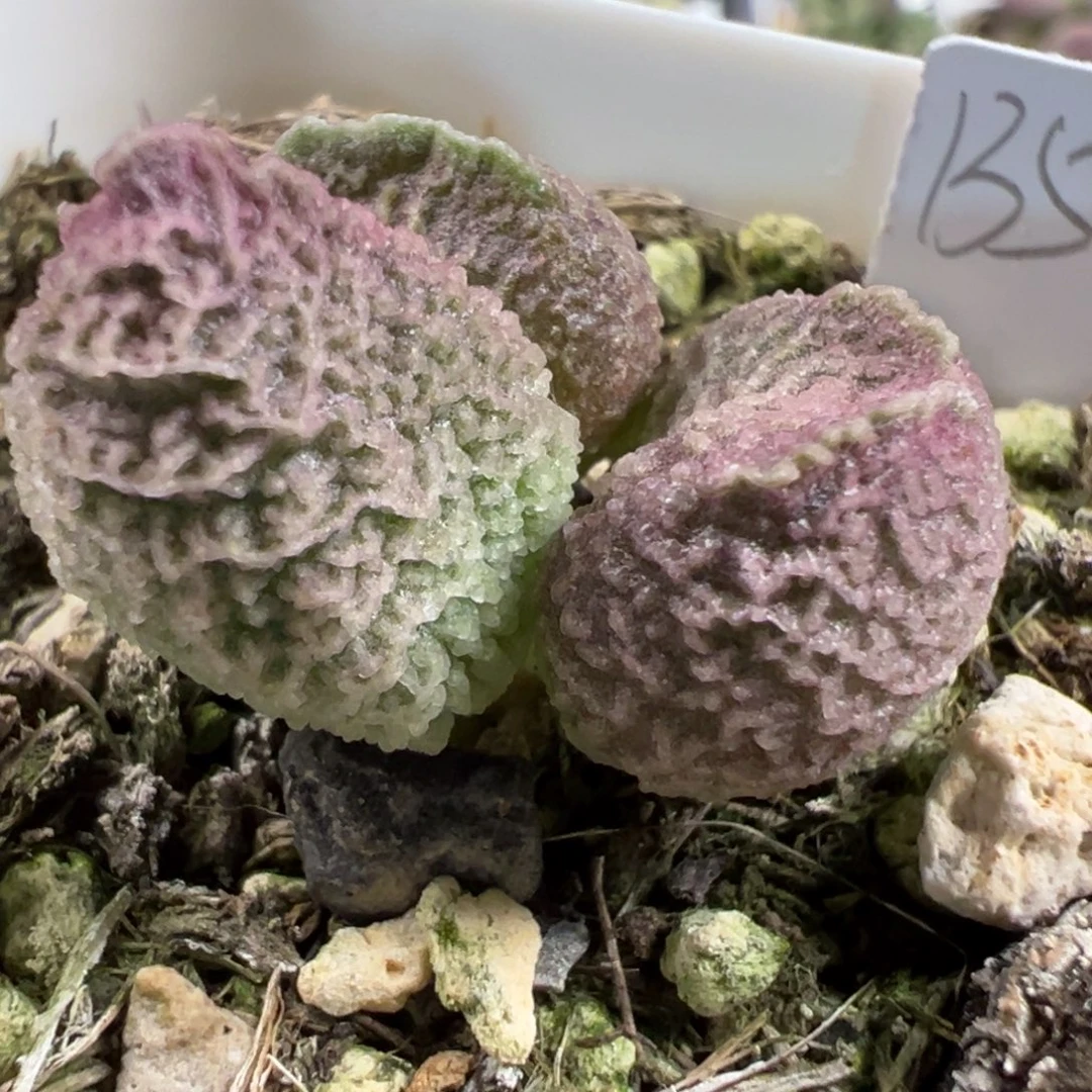 实生新品多肉植物水泡多肉植物水泡