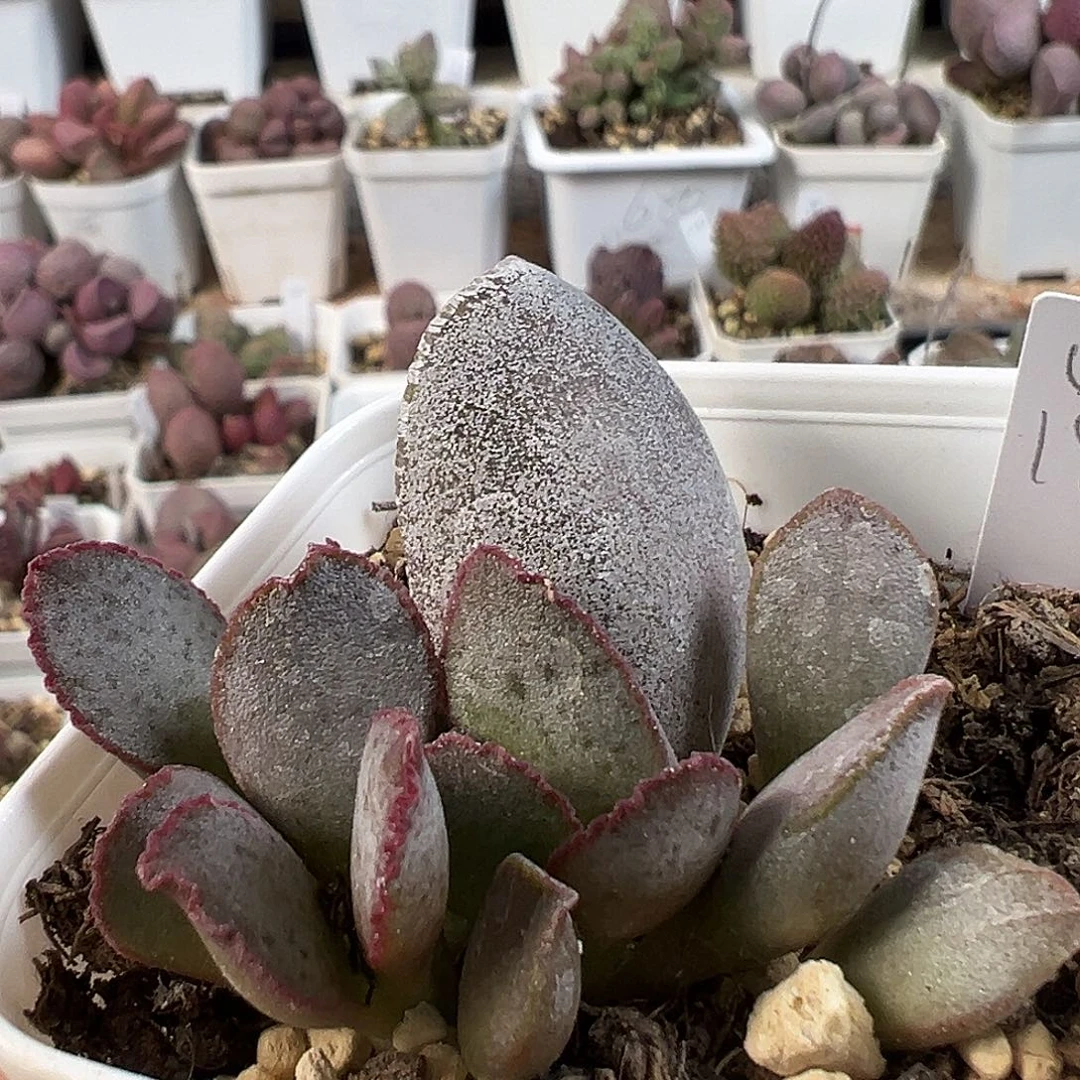 实生新品多肉水泡植物