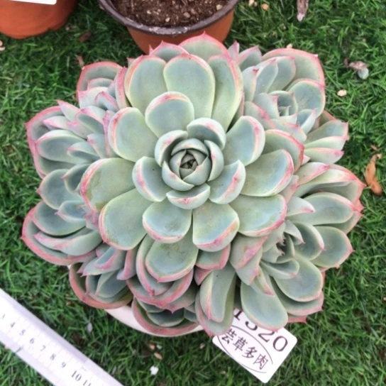 手捧侧影，1320，一物一拍