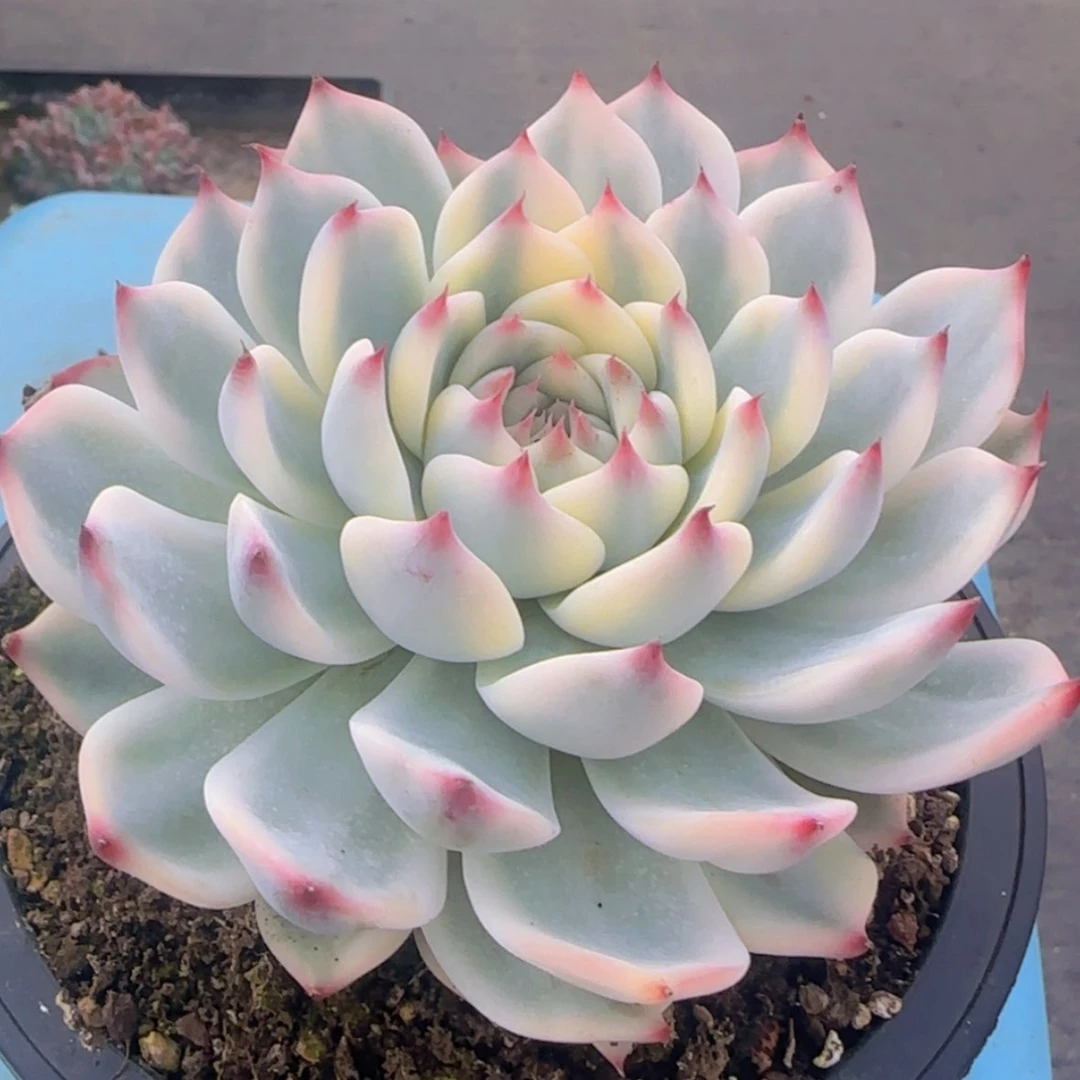 【闪购商品】吉娃娃锦99