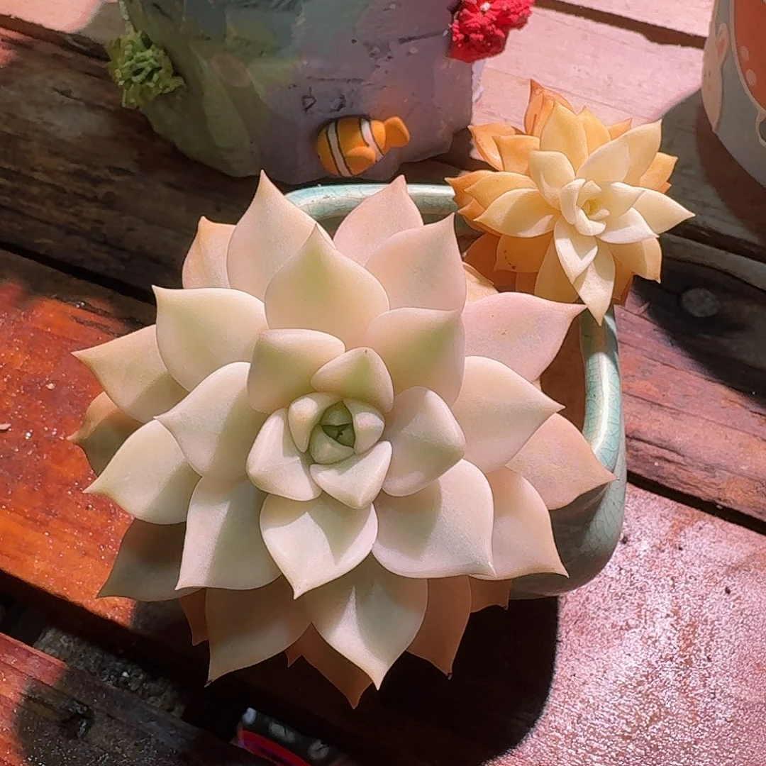 雪月锦多肉多肉多肉