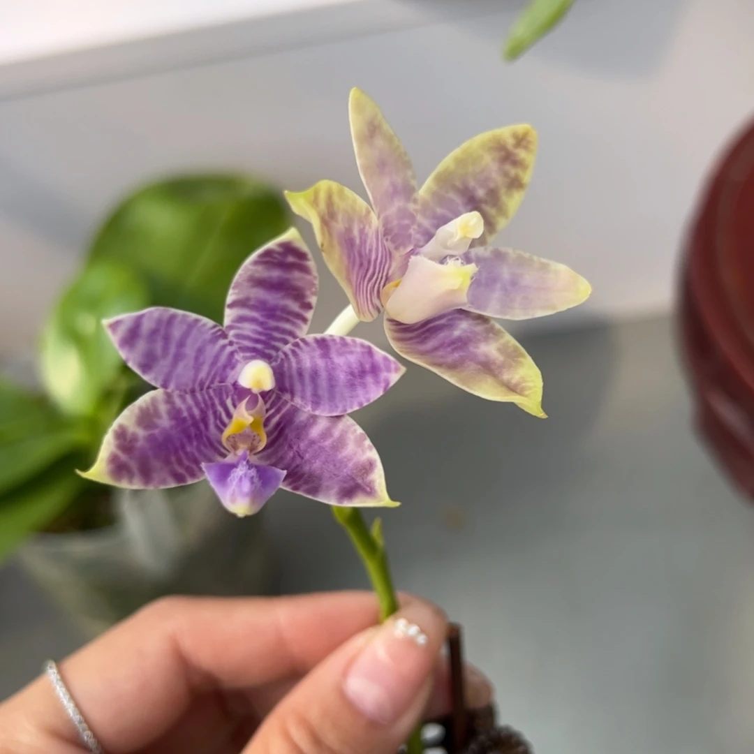 完全开放2.5寸杯蓝莓交蓝锦鲤