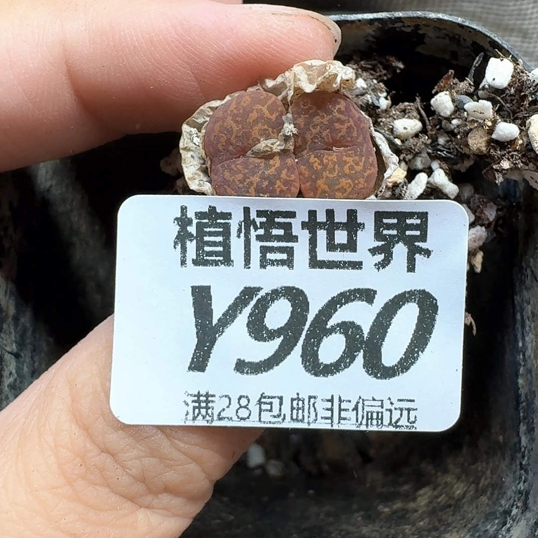 多肉植物的润泽和dv