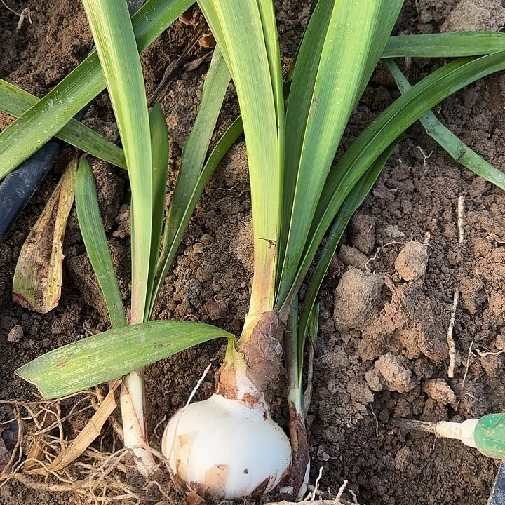 无花朵玫瑰花漾包对版