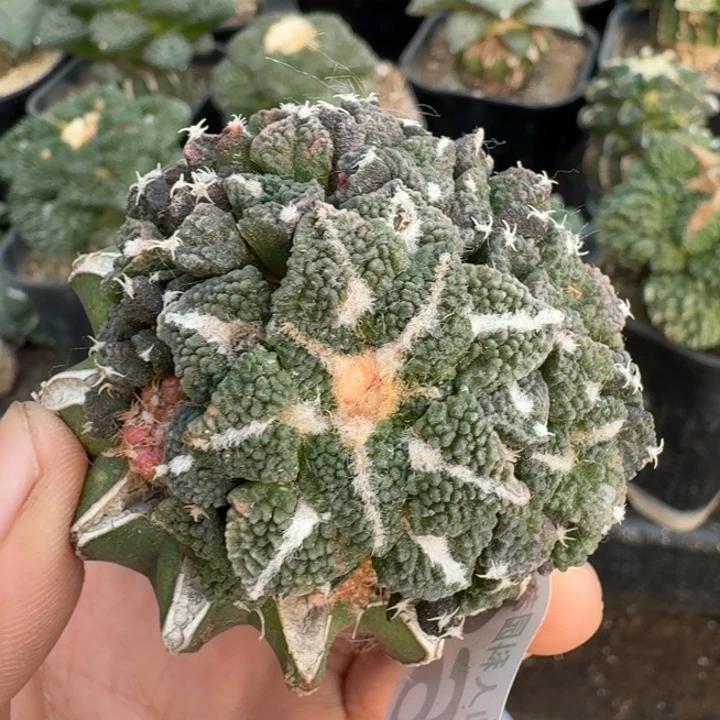 无花朵684颗粒大尤黑石化锦