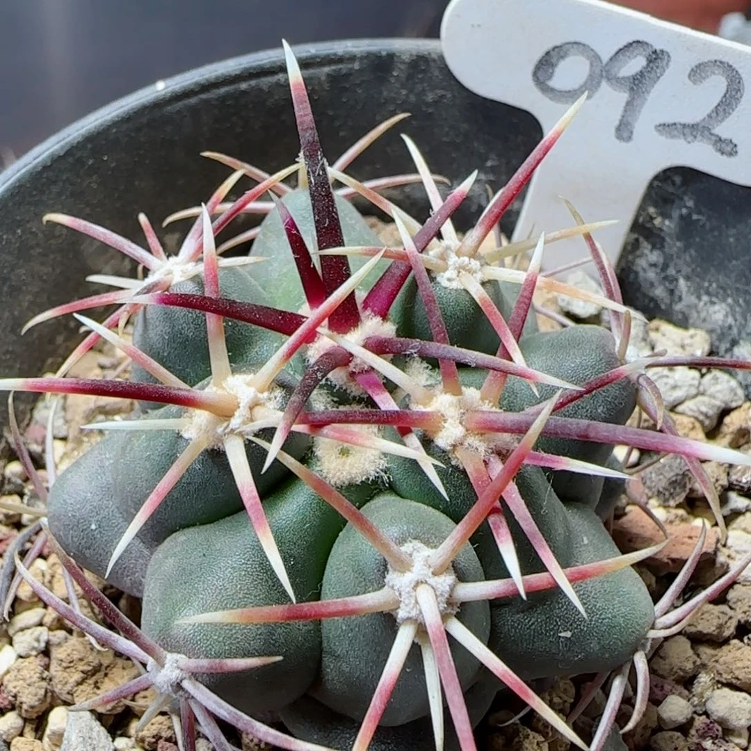 实生大红鹰多肉000