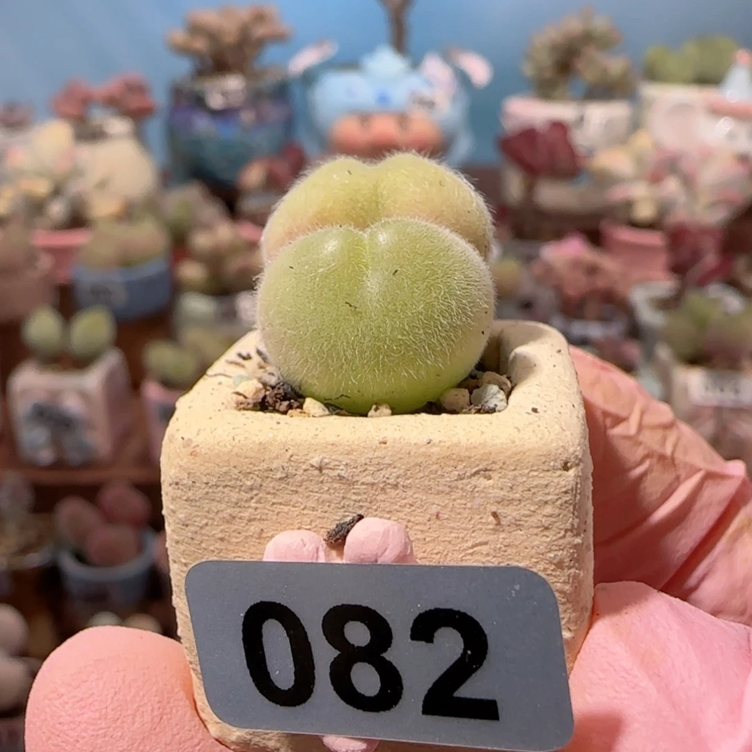可爱小毛翠 盆口1.8cm