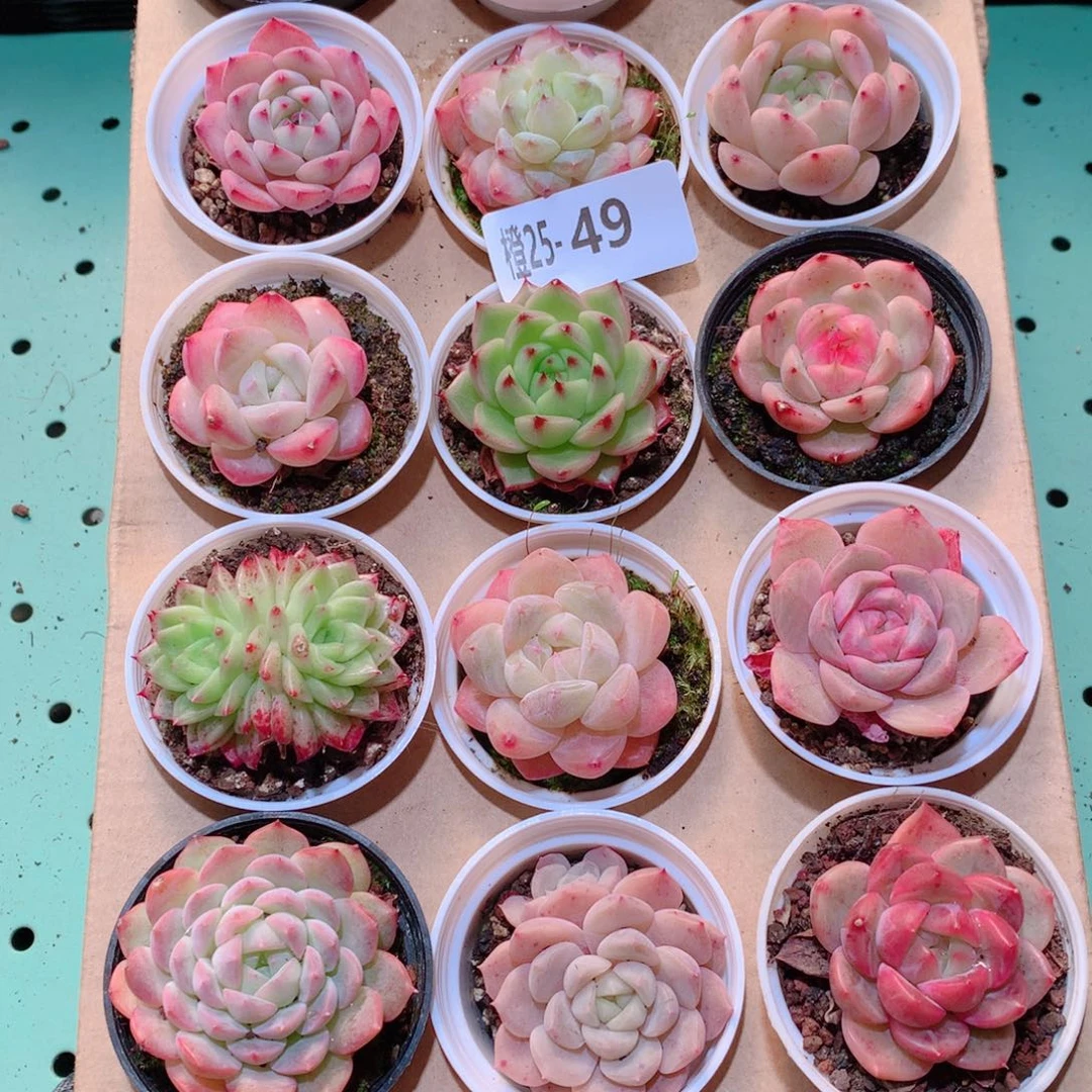 25-49一物一拍多肉带盆18颗