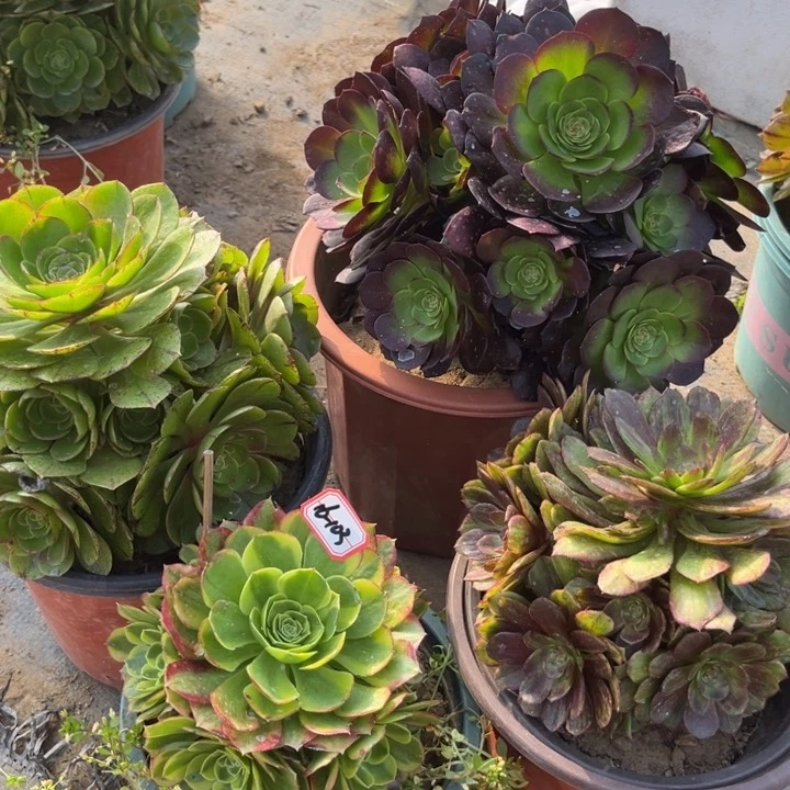 16-103多肉4处理去不售后多肉