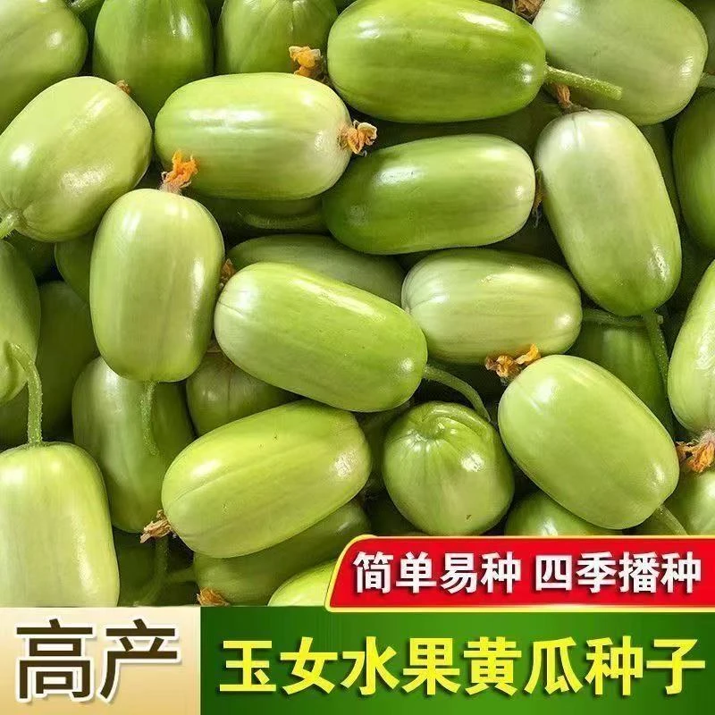 【全店凑八包包邮】【179】玉女黄瓜种子适合家庭阳台小院盆栽地栽