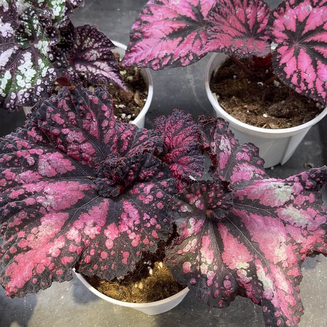 完全开放Ds新年烟花秋海棠