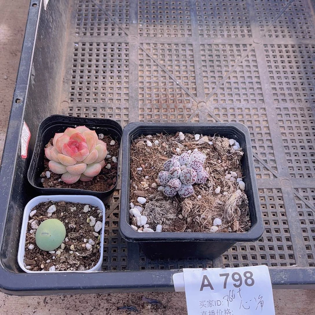 多肉798多肉植物