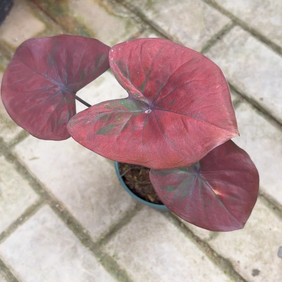 泰国彩叶芋77-1021