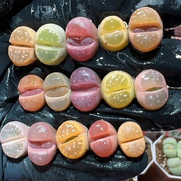 生石花1111111。   207