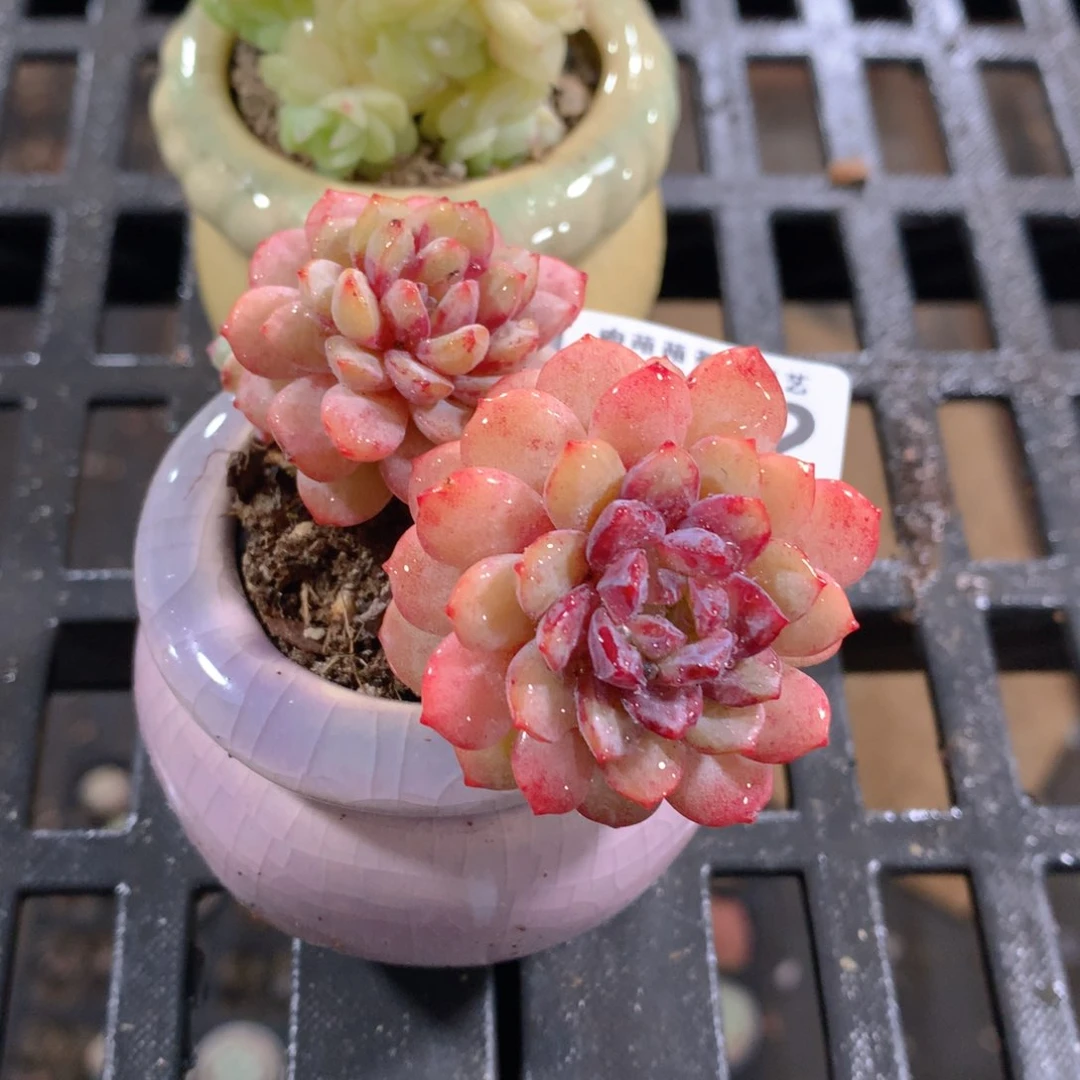 肉萌萌拇指盆精控多肉ZR062