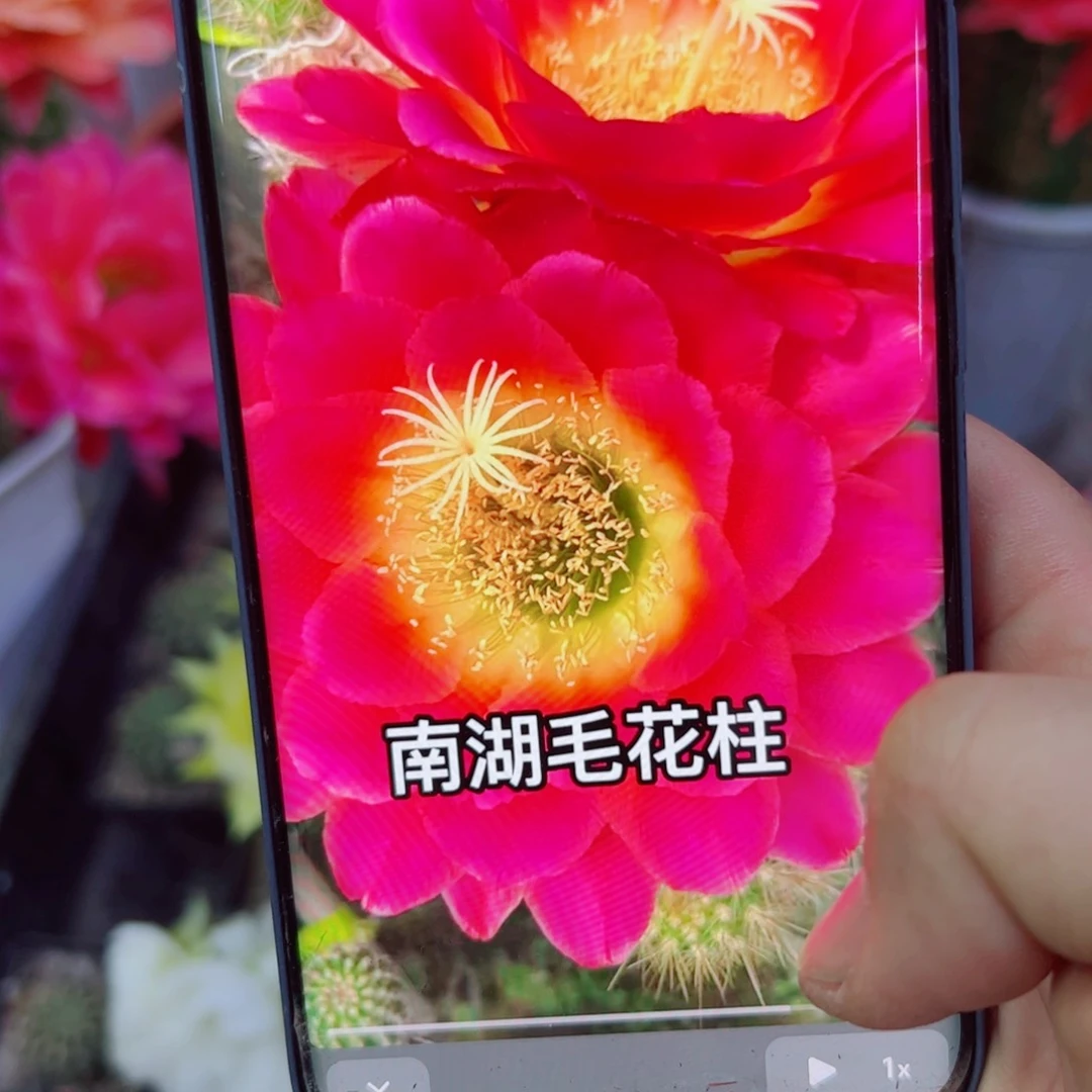 下11毛星火歪无根侧芽4公分左右20包邮