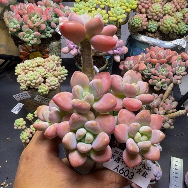 花朵洛神603/9cm多肉
