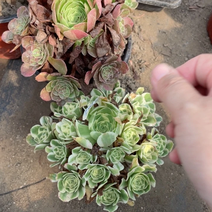 忻***薇534迈巴哥花月夜2颗386768123456789